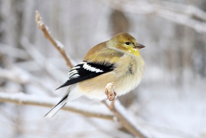 how do birds stay warm in winter