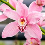 Orchid Care 101: Your Guide to Growing Orchids