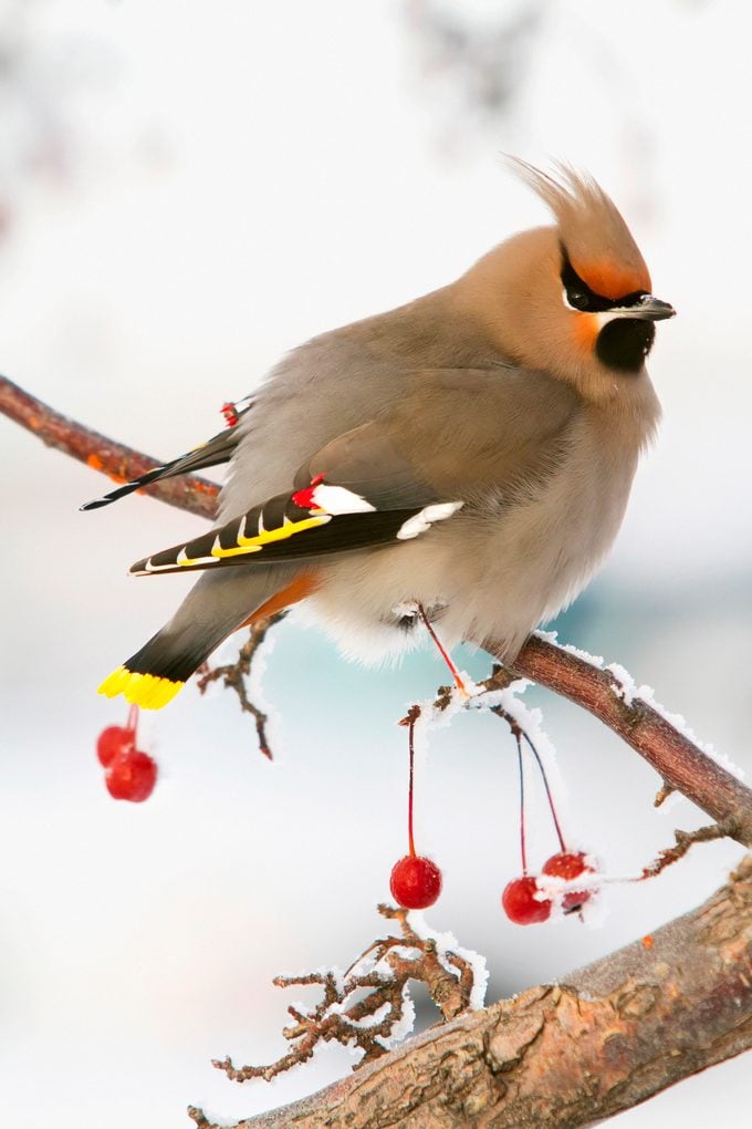 Bohemian Waxing Bird Feeding On Red Mountain Ash Berries, Anchorage, Southcentral Alaska, Winter