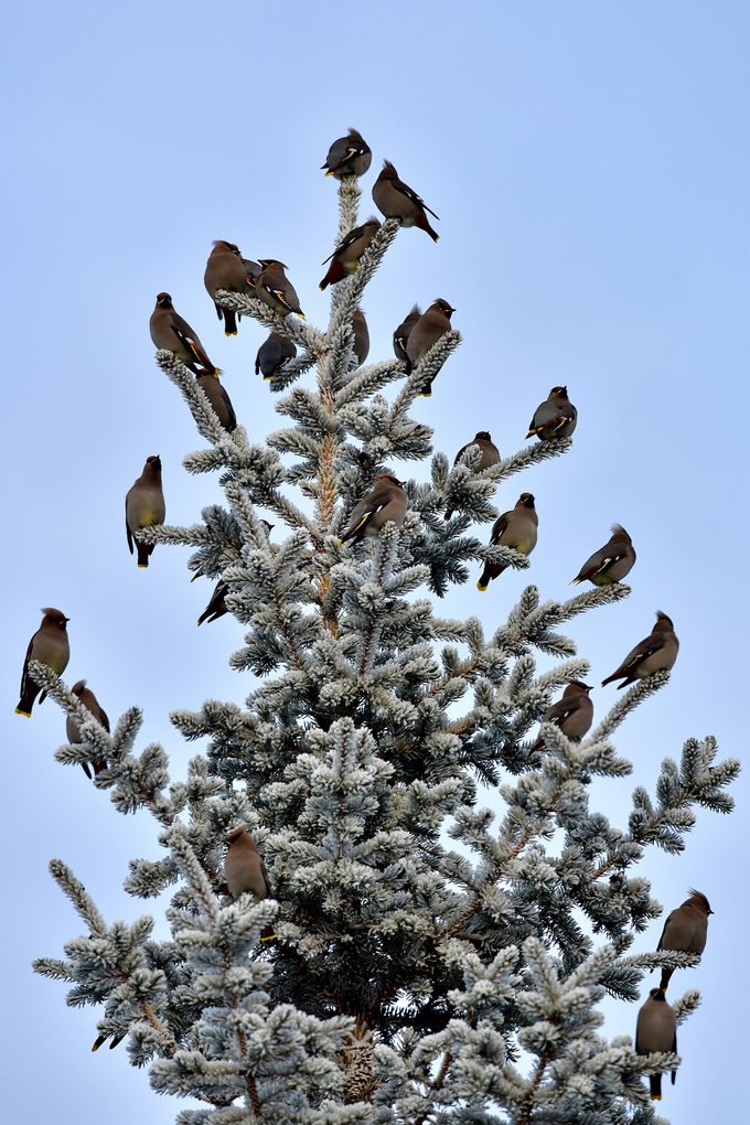 Flock Of Winter Waxwings