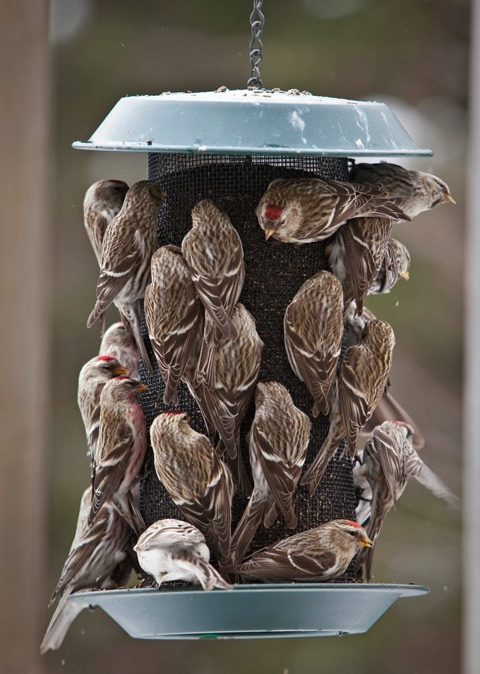 common redpoll At The Feeder
