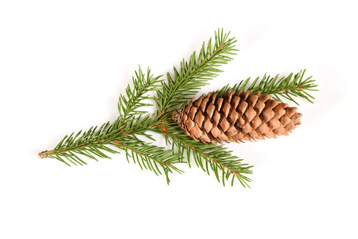 Spruce Branch And Cone. Fir Christmas Tree. Green Pine, Spruce Branch With Needles. Isolated On White Background. Close Up Top View, High Resolution.