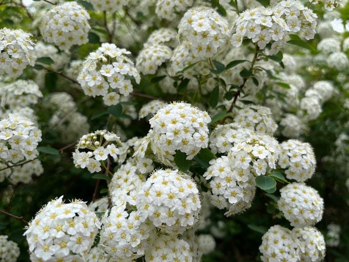 White spiraea flower blossoms