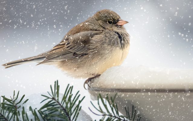 Songbird In Snow