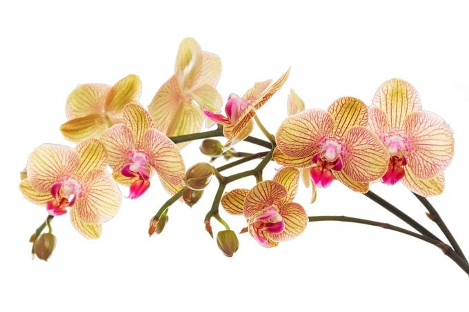 moth Orchid