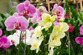 moth orchids Phalaenopsis