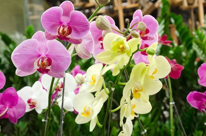 Orchids for sale in garden center