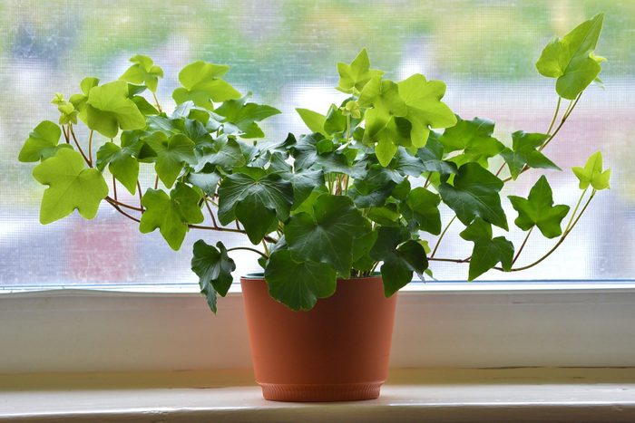 Close Up Of Ivy In Brown Flowerpot Against Window New England Usa