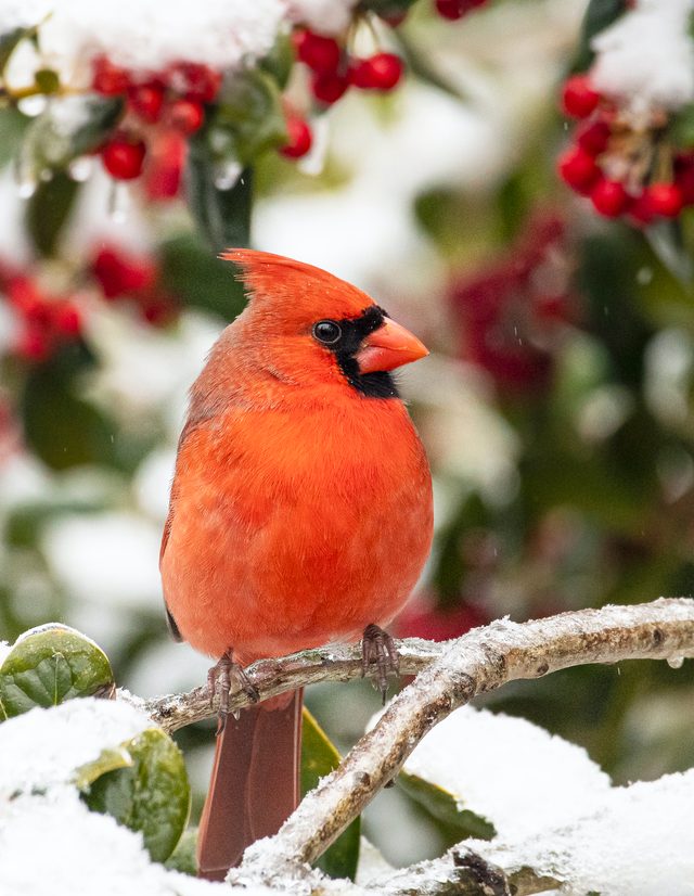 Janegamble Holly Cardinal, birds in snow