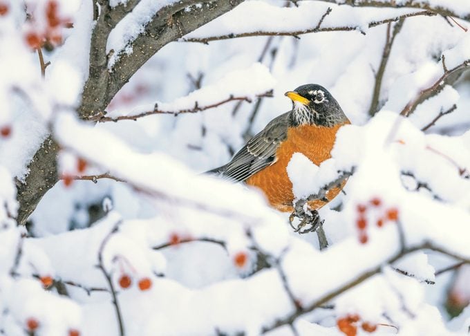 Linda Scher.robin, birds in snow