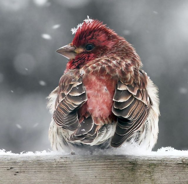 Nancy Rowe, birds in snow