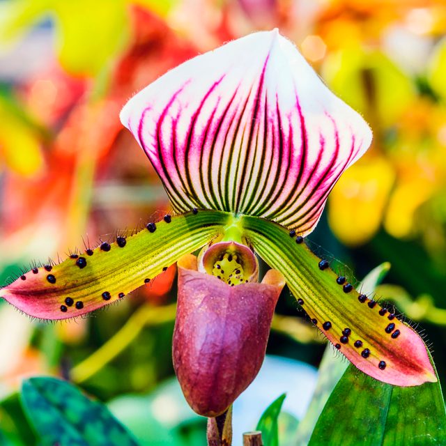 Paphiopedilums Orchid