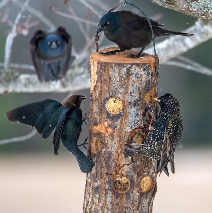 Common grackles, brown-headed cowbird and European starling at feeder