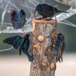 Grackle vs Starling: How to Tell the Difference