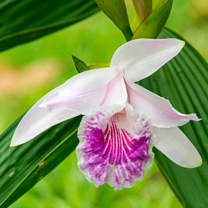 Sobralia Orchid