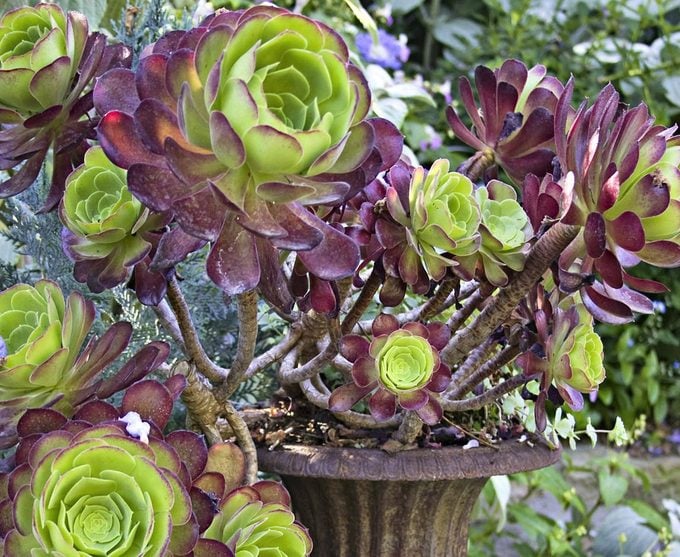Top 10 Colorful Succulents: Red Salad Bowl