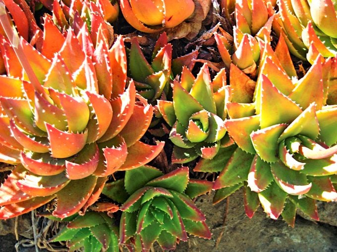 Top 10 Colorful Succulent Plants: Golden-toothed aloe