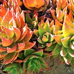 Top 10 Colorful Succulents You Should Grow