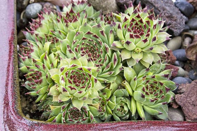 Top 10 Colorful Succulent Plants: Royanum hens-and-chicks
