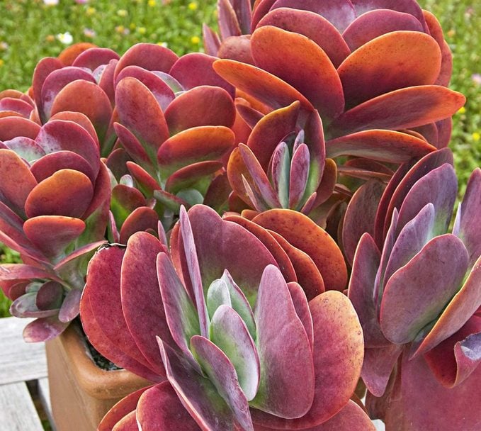 Top 10 Colorful Succulent Plants: Paddle plant