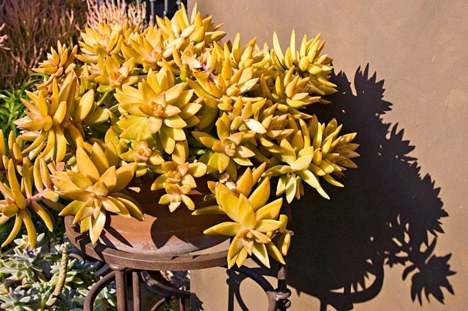 Top 10 Colorful Succulents: Coppertone stonecrop