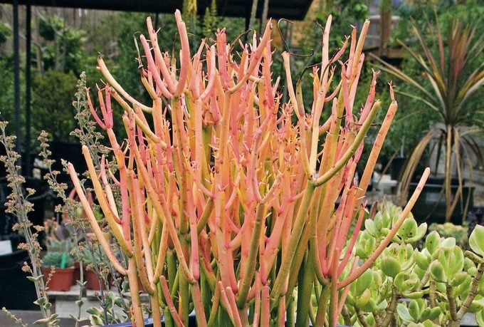 Top 10 Colorful Succulent Plants: Sticks on Fire