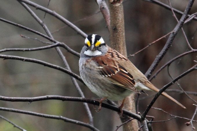 sparrow facts, white throated sparrow