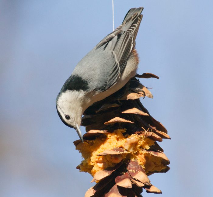 White Breasted Nuthatch At Feeder