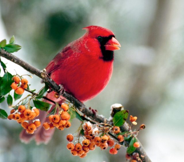 Male Northern Cardinal, Cardinal Cardinalis, Perches On Branch Of Pyracantha Or Firethorn Berries In The Winter Snow, Usa