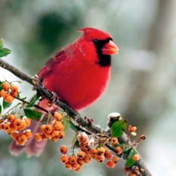 Male Northern Cardinal, Cardinal Cardinalis, Perches On Branch Of Pyracantha Or Firethorn Berries In The Winter Snow, Usa