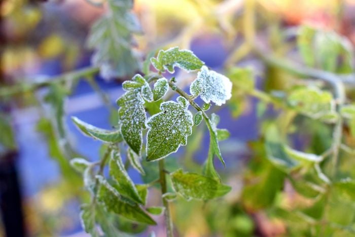 Frost On Tomato Plants