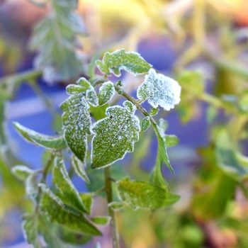 new gardener mistakes, frost on tomato plant