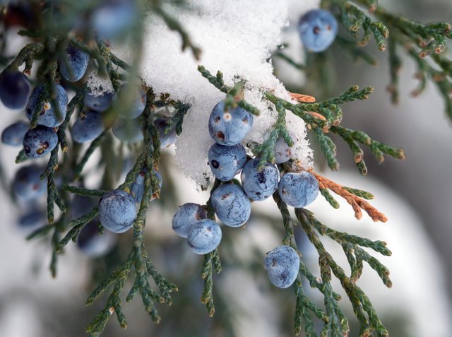 Berries Of Juniper (juniperus) Hang On A Snow Covered Branch.