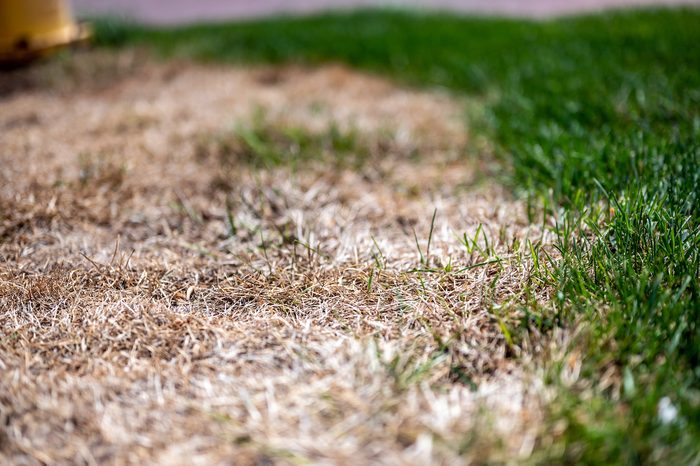 Visible Distinction Between Healthy Lawn And Chemical Burned Grass, new gardener