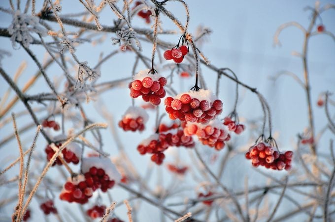 Low Angle View Of Red Berries On Tree