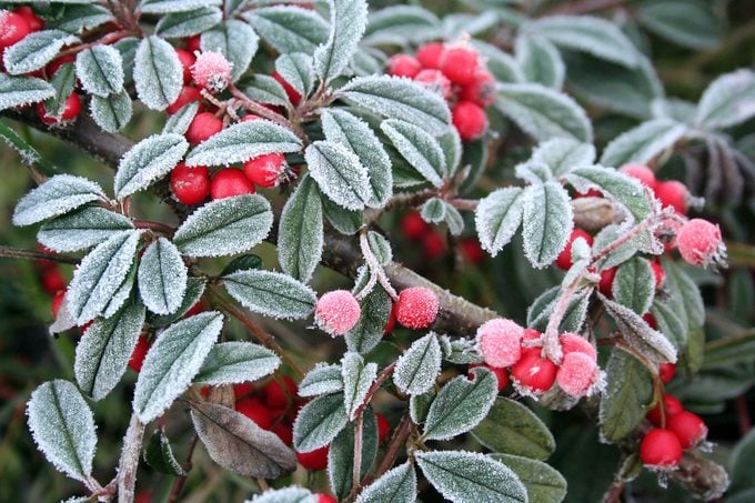 Frost On Cotoneaster.