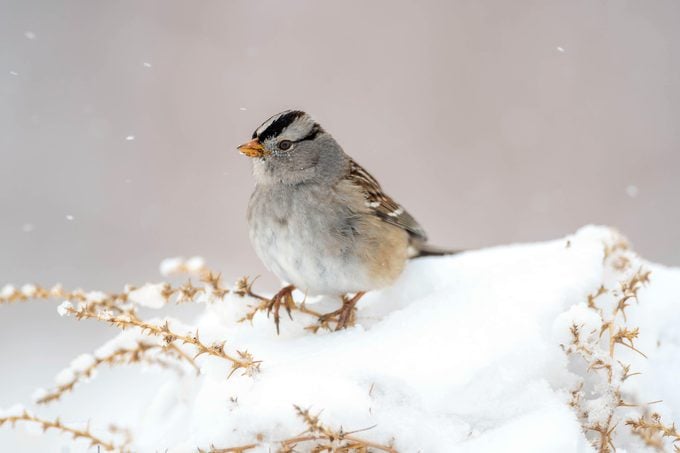 sparrow facts, White Crowned Sparrow, Feeding On Tumbleweed Seeds In The Snow. Bosque Del Apache National Wildlife Refuge, New Mexico, Usa.