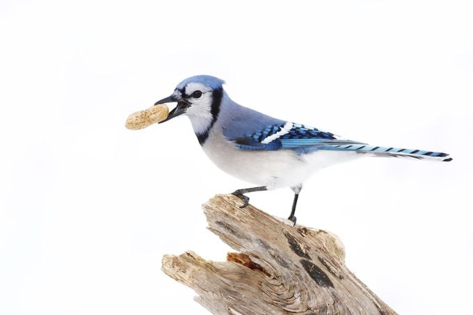 Blue,jay, ,isolated,on,white,background,with,peanut,in