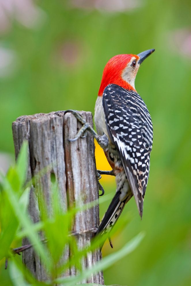 woodpecker bird feet