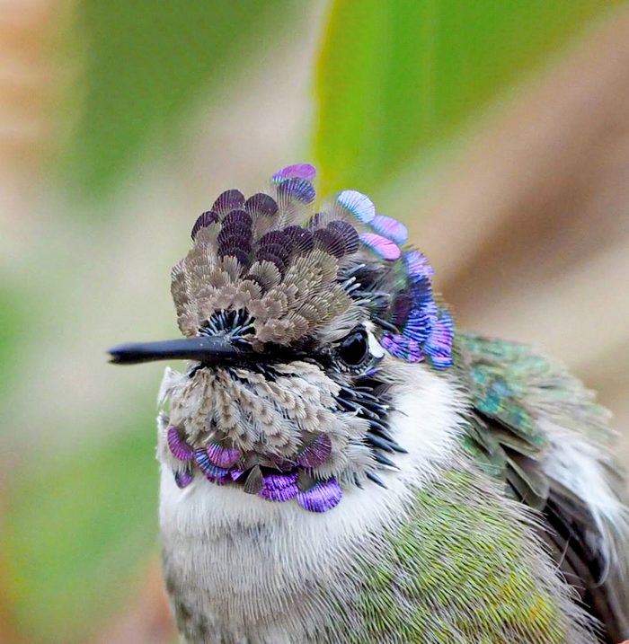 juvenile costa's hummingbird