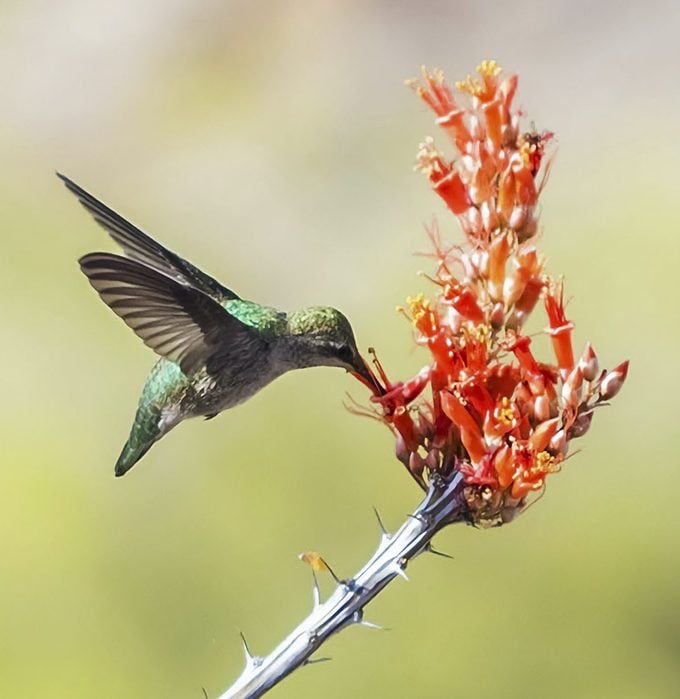 250599305 1 Mary Junk Bnb Bypc2020, native plants for hummingbirds