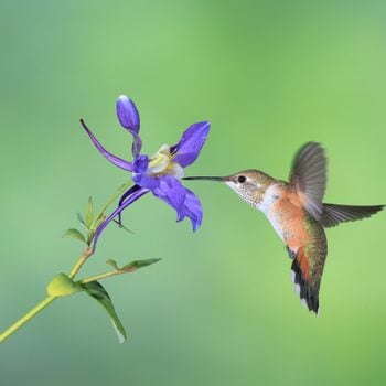 columbine flower rufous hummingbird