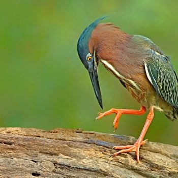 Green Herons Butorides Virescens Are Medium Sized Shorebirds Or Wading Birds Found Throughout Much Of North America Near Water Habitats Both Fresh And Salt Water