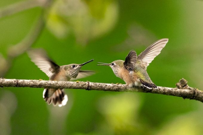 calliope hummingbirds 