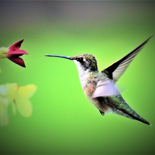 Nicotiana Is a Hummingbird Garden’s Best Kept Secret