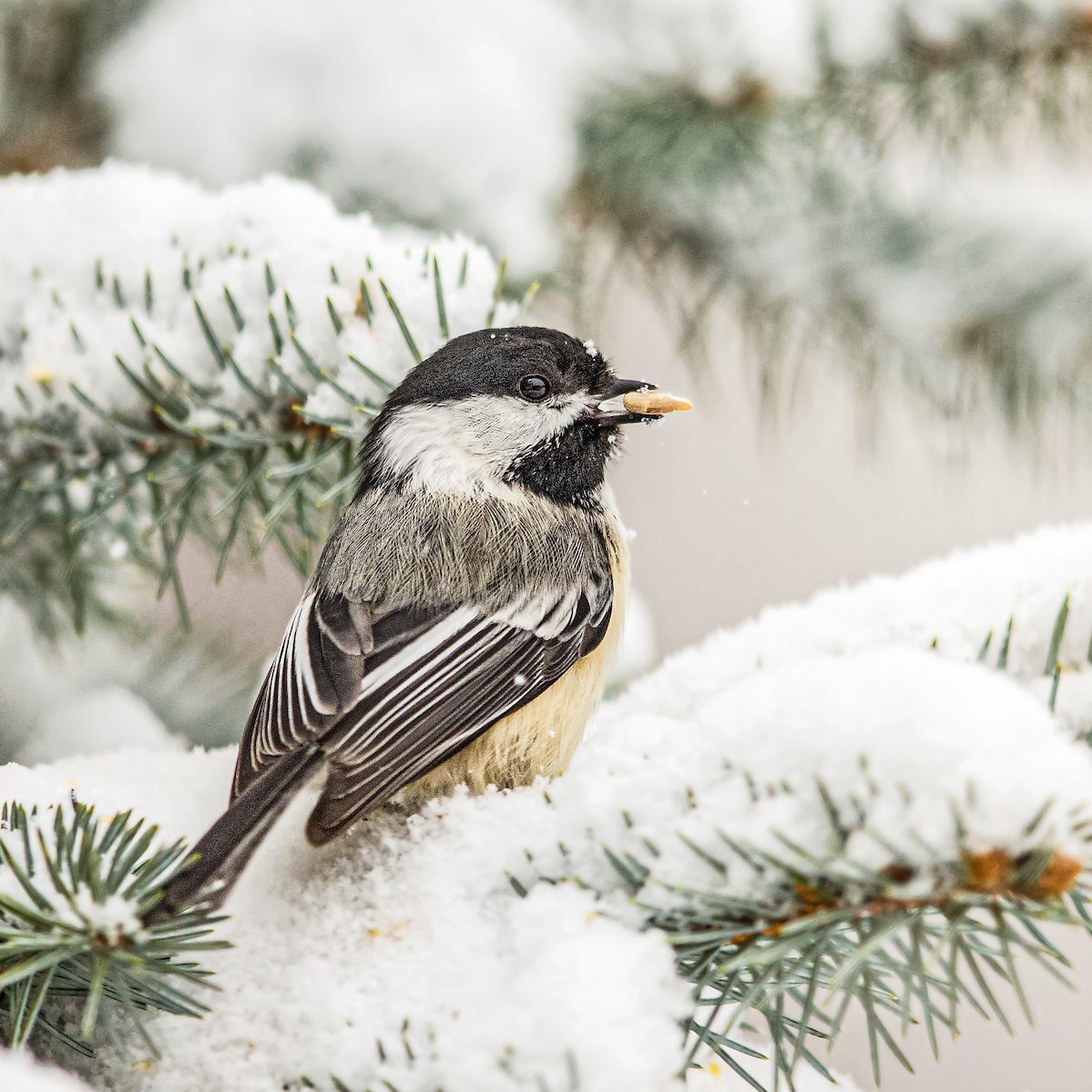 12 Top Winter Bird Feeding Tips - Birds and Blooms