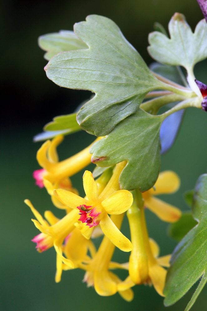 Golden Currant, Ribes Aureum, native plants for hummingbirds