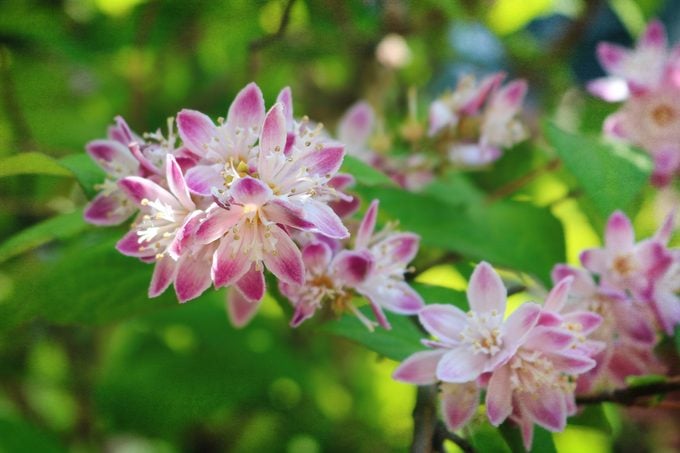Delights Of Summer: Deutzia 'raspberry Sundae' (nature Brief)