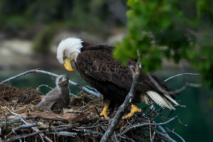 Nesting Bald Eagles, how long do birds live