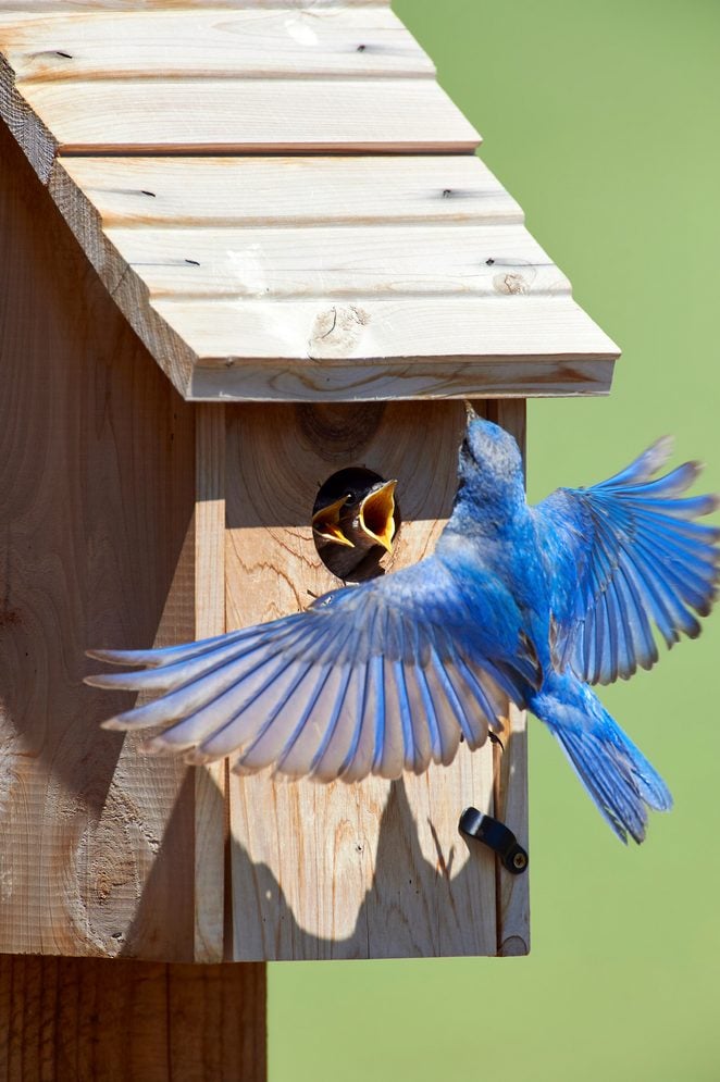 Mountain Bluebirds, Sialia Mexicana Chicks, Nestbox, Alberta, Canada